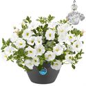 Bild von HP27 o.kl. Calibrachoa Compact White
